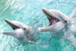Polynésie - Moorea - InterContinental Moorea Resort & Spa - Dolphin Center