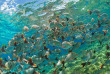 Polynésie française - Rangiroa - Maitai Rangiroa