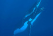 Polynésie française - Moorea - Rencontre avec les baleines à Moorea