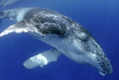 Nager avec les baleines de Polynésie avec Valérie Valton de Dolphinesse © Shutterstock - Yann Hubert