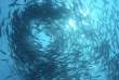 Polynésie - Tikehau - Raie Manta Diving Tikehau