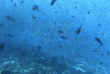 Polynésie - Tikehau - Raie Manta Diving Tikehau