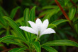 Polynésie française - Raiatea - Ascension du Mont Tamehani Rahi