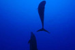 Polynésie française - Rangiroa - Eco Tour & Rencontre avec les Dauphins