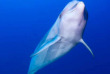 Polynésie française - Rangiroa - Eco Tour & Rencontre avec les Dauphins