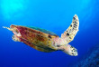 Polynésie française - Rangiroa - Eco Tour & Rencontre avec les Dauphins