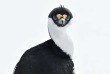 Croisières PONANT - Antarctique - Voyage en terres australes et péninsule Valdés © Studio Ponant