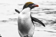 Croisières PONANT - Antarctique - Voyage en terres australes et péninsule Valdés © Studio Ponant, Morgane Monneret