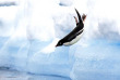 Croisières PONANT - Antarctique - L'Antarctique Emblématique © Studio Ponant, Sylvain Adenot