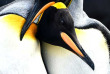 Croisières PONANT - Antarctique - Voyage en terres australes et péninsule Valdés © Studio Ponant