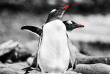 Croisières PONANT - Antarctique - Expédition sur les traces de Scott et Shackleton © Studio Ponant, Morgane Monneret