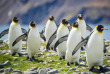 Croisières PONANT - Antarctique - Voyage en terres australes et péninsule Valdés © Studio Ponant