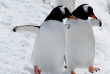 Croisières PONANT - Antarctique - Voyage en terres australes et péninsule Valdés © Studio Ponant, Nathalie Michel