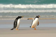 Croisières PONANT - Antarctique - La Grande Boucle Australe © Studio Ponant