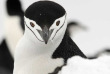 Croisières PONANT - Antarctique - La Grande Boucle Australe © Studio Ponant