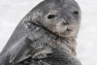 Croisières PONANT - Antarctique - La Grande Boucle Australe © Studio Ponant