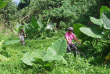 Vanuatu - Efate - Randonnée VTT à Efate © Eden Tours