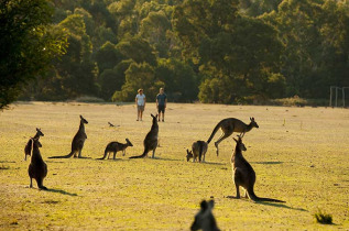 Australie - Autotour Melbourne - Adelaide par la Great Ocean Road, Grampians & Kangaroo Island