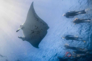 Fidji - Iles Yasawa - Barefoot Manta Island