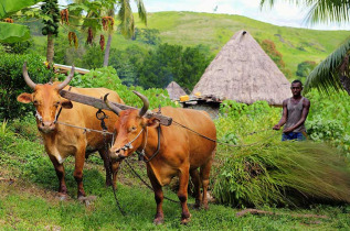 Fidji - Viti Levu - Journée au village de Navala © Tourism Fiji