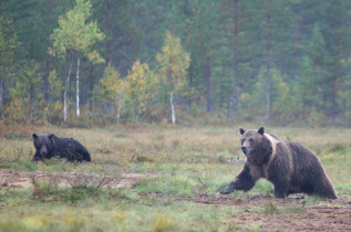 Nuit en grand affut au Boreal Wildlife Center