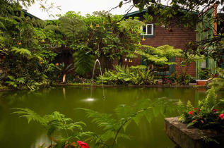 Hawaii - Hawaii Big Island - Volcano - Chalet Kilauea Rainforest Hotel