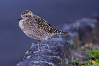 Hawaii - Oahu - Oiseaux et nature à Oahu © Shutterstock, Weicool