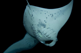 Hawaii - Big Island - Rencontre nocturne avec les raies manta © Shutterstock, Marty Wakat