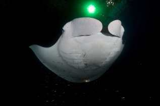 Hawaii - Big Island - Rencontre nocturne avec les raies manta © Shutterstock, Nicolasvoisin44