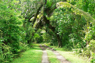 Iles Cook - Atiu - Atiu Villas - Paysage