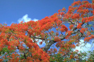 Iles Cook - Rarotonga - Tour de Rarotonga © Cook Islands Tourism