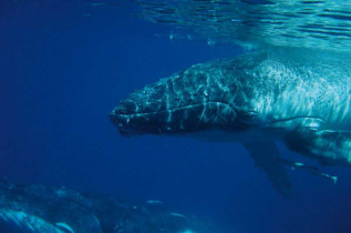 Nouvelle-Calédonie - Baleine à bosse © Martin Ravanat