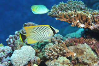 Nouvelle-Calédonie - Snorkeling © NCTPS, Pierre Laboute