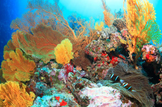 Nouvelle-Calédonie - Ile des Pins - Kunie Scuba Center