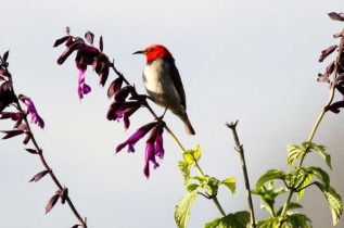 Papouasie-Nouvelle-Guinée - Myzomèle à tête rouge © Trans Niugini Tours