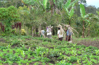 Papouasie-Nouvelle-Guinée - Madang  © Trans Niugini Tours