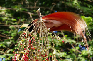 Papouasie-Nouvelle-Guinée - Oiseau de Paradis