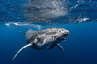 Nager avec les baleines de Polynésie avec Valérie Valton de Dolphinesse © Tahiti Tourisme - Greg Lecoeur