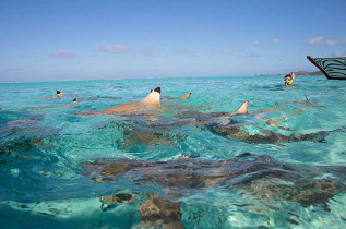 Polynésie française - Bora Bora - Découverte ultime des raies et requins © Wim Lippens