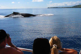 Polynésie française - Moorea - Expédition Dauphins et Baleines du Dr Poole