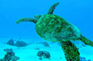 Polynésie française - Moorea - Découverte de la faune marine, lagon et océan