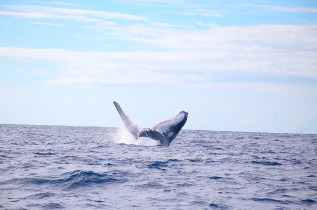 Polynésie française - Moorea - Rencontre avec les baleines à Moorea