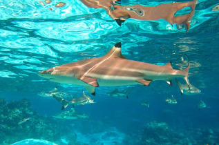 Polynésie française - Moorea - Plongée Libre Guidée au Lagoonarium de Moorea