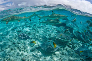 Polynésie française - Bora Bora © Shutterstock, Ethan Daniels