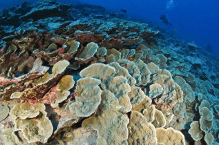 Polynésie française - Plongée à Moorea © Moorea Fun Dive - Renée Capazzola