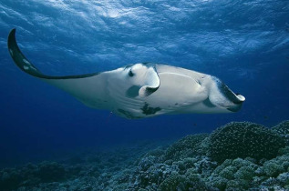 Polynésie française - Tikehau - Journée découverte dans l’atoll de Tikehau © Shutterstock, Yann Hubert