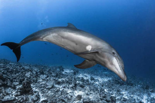 Polynésie - Dauphin © Tahiti Tourisme  - Greg Lecoeur