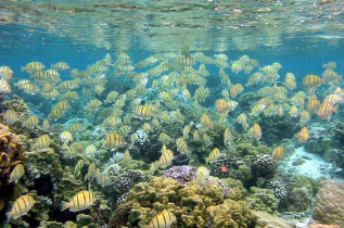 Polynésie française - Plongée à Huahine © Hemisphére Sub