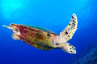 Polynésie française - Rangiroa - Eco Tour & Rencontre avec les Dauphins