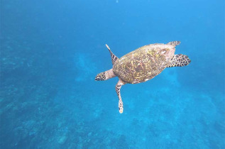 Polynésie française - Tahiti - Le lagon de Tahiti en bateau